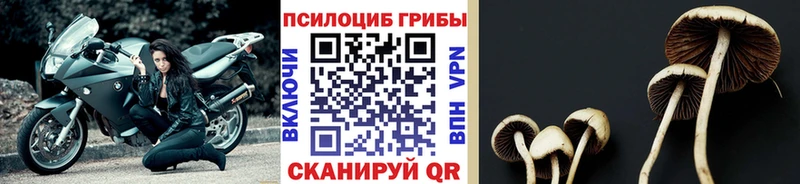 Галлюциногенные грибы Psilocybe  купить   Чернушка 